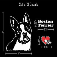 Thumbnail for Boston Terrier